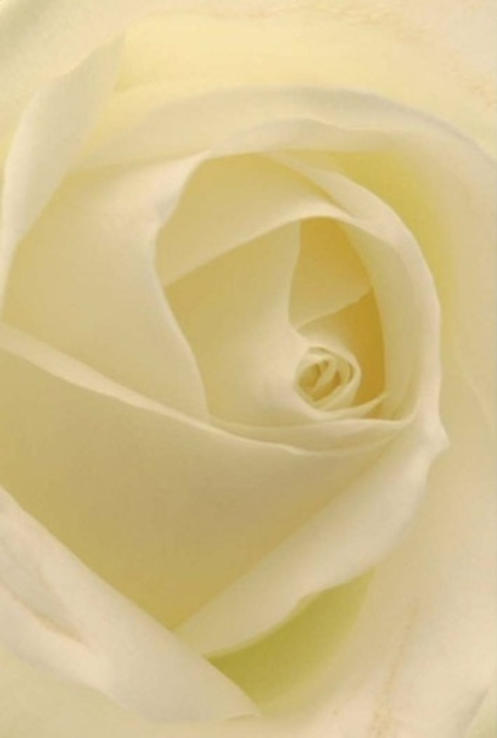 From a vantage as intimate as the quiet corners of Old Leigh, this white rose reveals a study in purity, calm, and refined artistry. The petals, soft as breath, layer in exquisite harmony-white and gentle cream shaded together, illuminated as if from within by the natural glow that fills the salons and studios near Southend's Clifftown. Each fold captures the interplay of shadow and light, swirling in a pattern at once sophisticated and serene. The near-translucence at the edges hints at delicate resilience, whispering stories of heartfelt confessions, sincere apologies spoken softly, or tables set for wedding feasts in local venues along Royal Terrace. The spiraled core speaks to perfection, echoing the clean sea breeze and tranquillity that defines this coastal haven. There's an unspoken fragrance-fresh, serene, and ever-appropriate-woven through these petals, as enduring and versatile as the emotions the rose is chosen to convey. Presented by experienced hands in Southend On Sea, it stands as an elegant symbol, whether gracing a loved one's hands on a special day or marking a passage of remembrance, each detail elevated by both craftsmanship and a deep understanding of the town's character and needs.